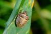 Eysarcoris aeneus
